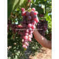 Xinjiang Red grapes start